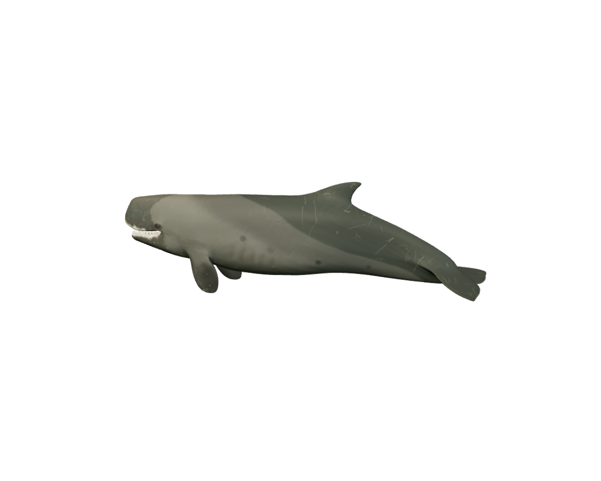 Still model of Livyatan on a transparent background