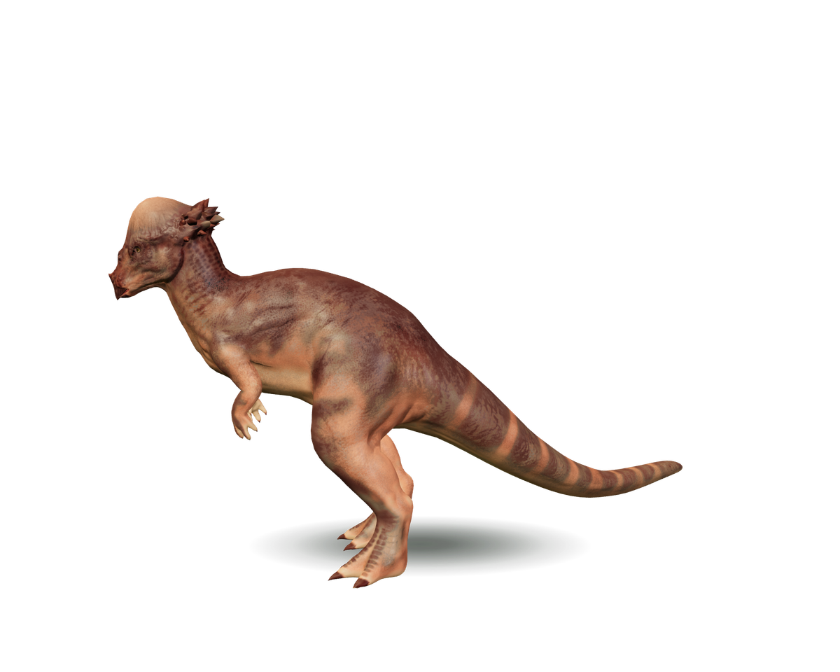 Still model of Pachycephalosaurus on a transparent background