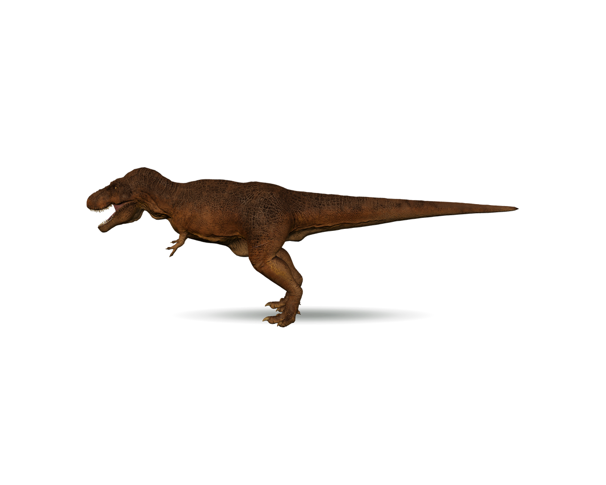 Still model of Tyrannosaurus rex on a transparent background