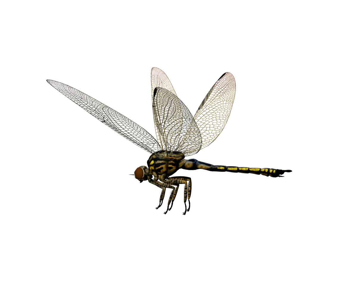 Still model of Meganeura on a transparent background