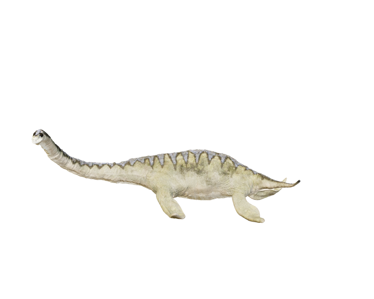 Still model of Plesiosaurs on a transparent background