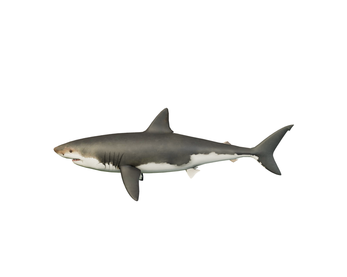 Still model of Megalodon on a transparent background