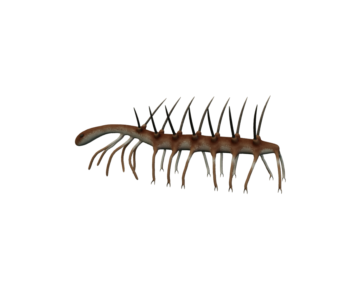 Still model of Hallucigenia on a transparent background