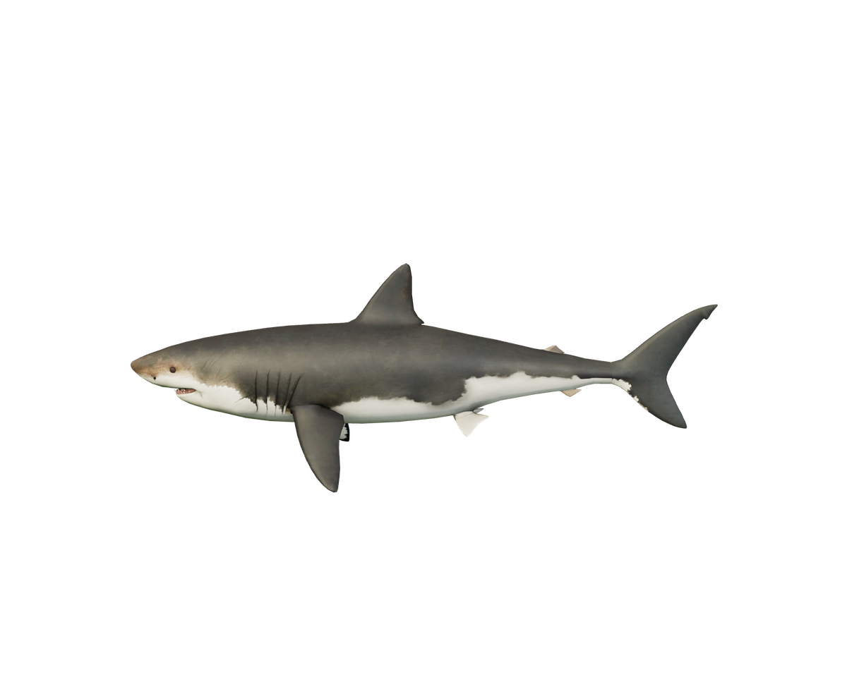 Still model of Megalodon on a transparent background