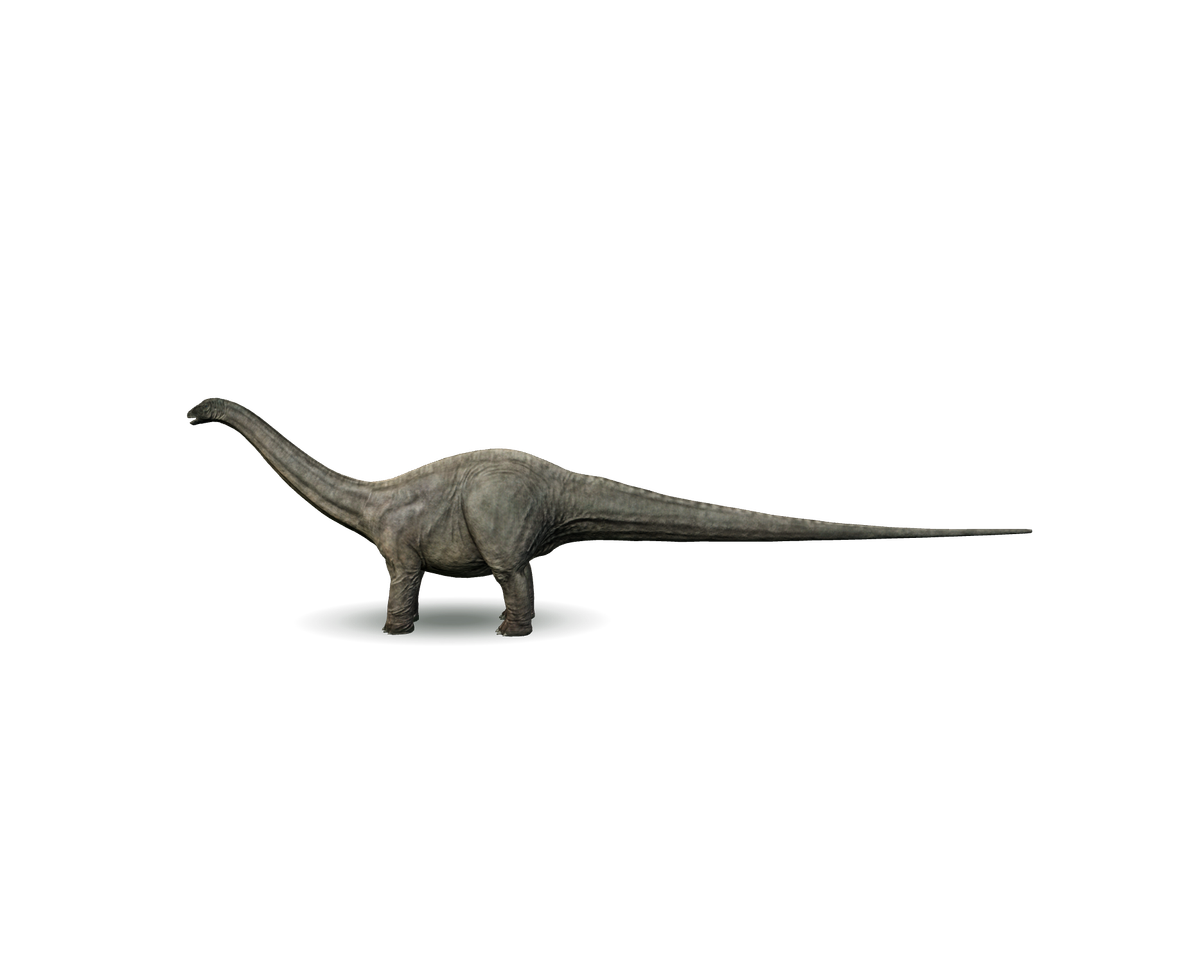 Still model of Apatosaurus on a transparent background